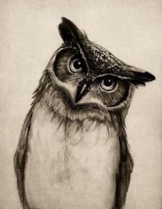 owl